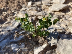 Tithymalus