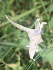 Delphinium leucophaeum
