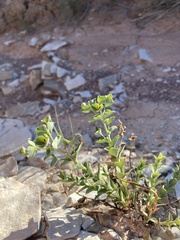 Tithymalus