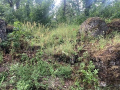 Delphinium leucophaeum