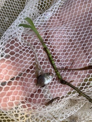 Trachinotus falcatus