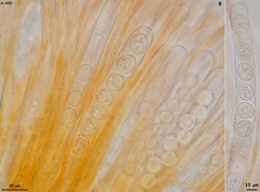 Scutellinia minor