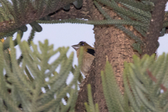 Coccothraustes abeillei