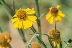 Helenium mexicanum