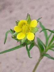 Potentilla multifida