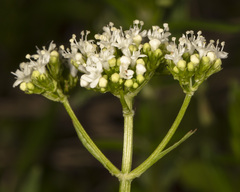 Valeriana dioica sylvatica