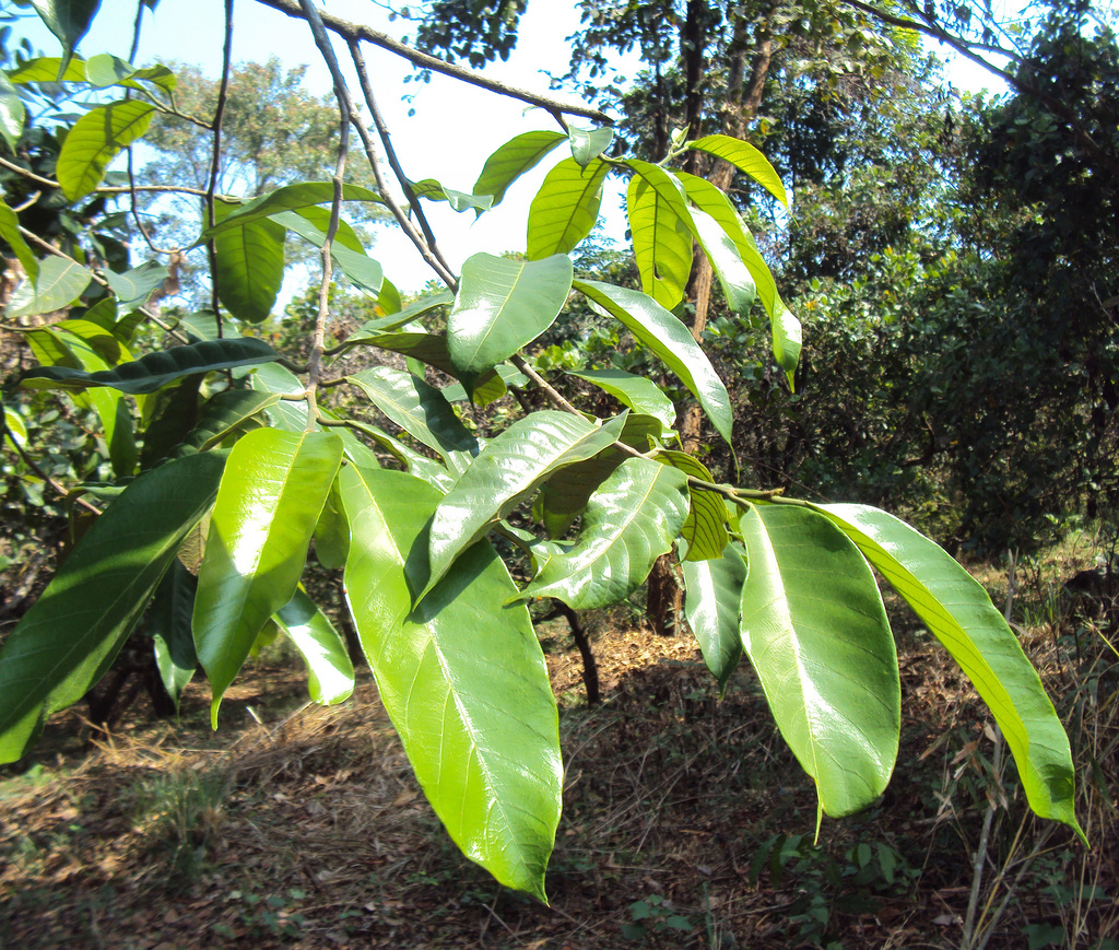 Artocarpus gomezianus (Artocarpus gomezianus)