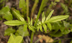 Valeriana dioica sylvatica