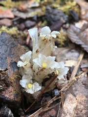 Pityopus californicus