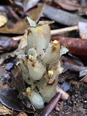 Pityopus californicus