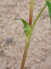 Potentilla multifida