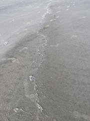 Syringodium filiforme