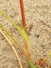 Potentilla multifida