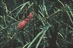 Grevillea acanthifolia