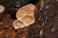 Marasmiellus affixus