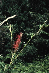 Grevillea acanthifolia