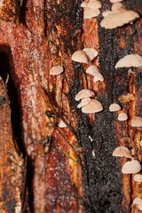 Marasmiellus affixus