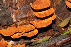 Rigidoporus laetus