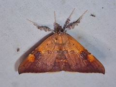 Rectipalpula billeti