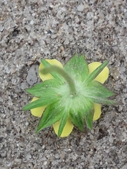 Potentilla multifida