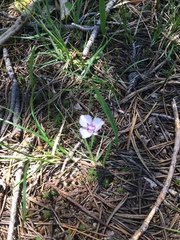 Calochortus minimus