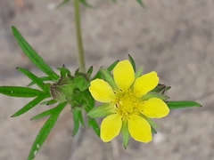 Potentilla multifida