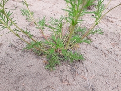 Potentilla multifida