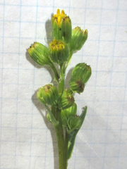 Senecio wootonii