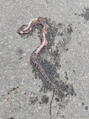 Bungarus bungaroides