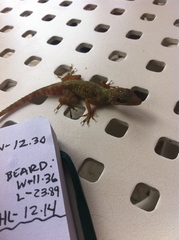 Anolis oculatus