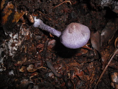 Cortinarius bibulus