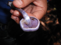 Cortinarius bibulus