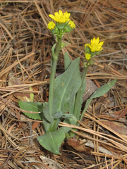 Senecio wootonii