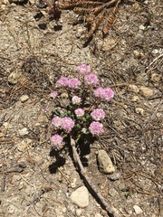 Calyptridium monospermum