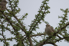 Bradornis microrhynchus