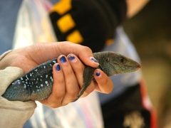 Pholidoscelis fuscatus