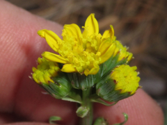 Senecio wootonii