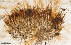 Scutellinia minor