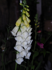 Digitalis purpurea