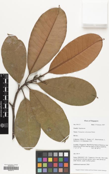 Palaquium oxleyanum