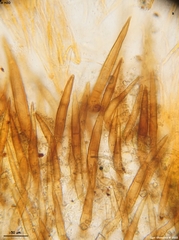 Scutellinia minor