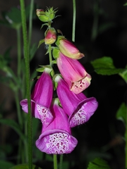 Digitalis purpurea