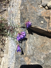 Penstemon laetus