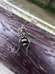 Chlorophorus macaumensis