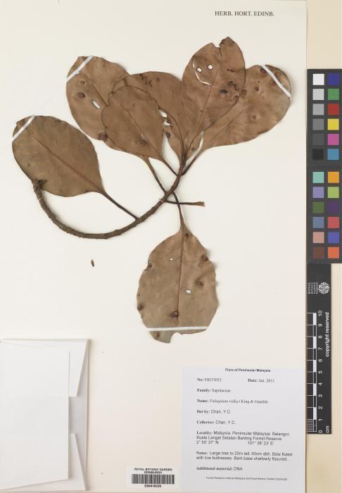 Palaquium ridleyi (Palaquium ridleyi)