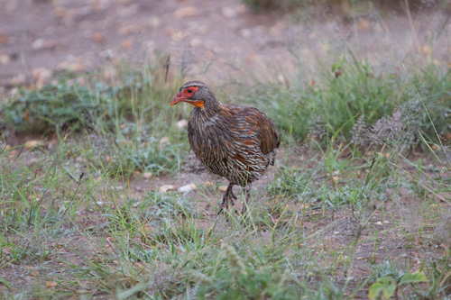 Pternistis rufopictus