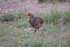 Pternistis rufopictus