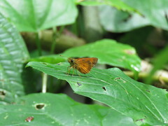 Choranthus borincona