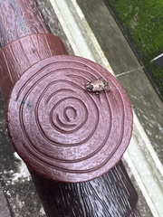 Chlorophorus macaumensis