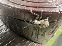 Chlorophorus macaumensis